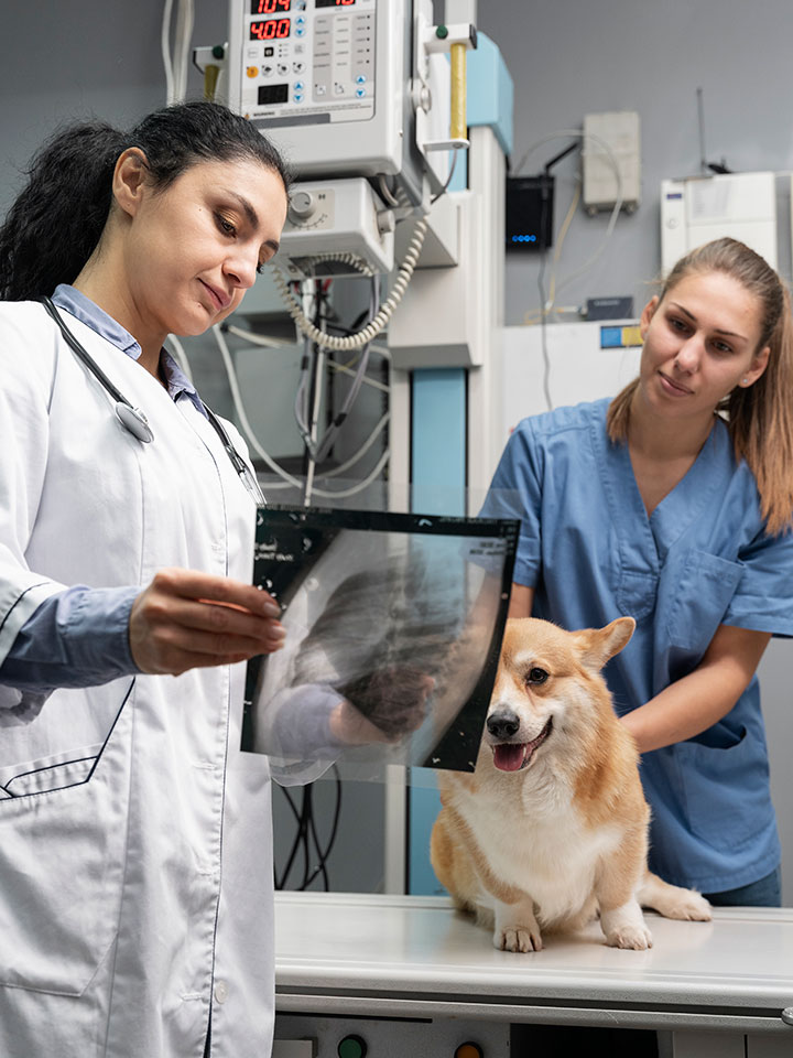 Diagnóstico por imagen veterinario: radiografía digital y ecografía en Zarautz