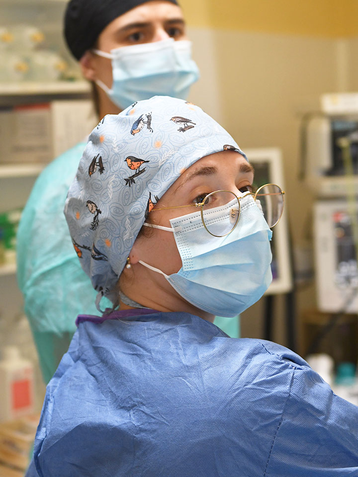 Endoscopia y Cirugía de Mínima InvasiónClínica veterinaria Zaunka en Zarautz
