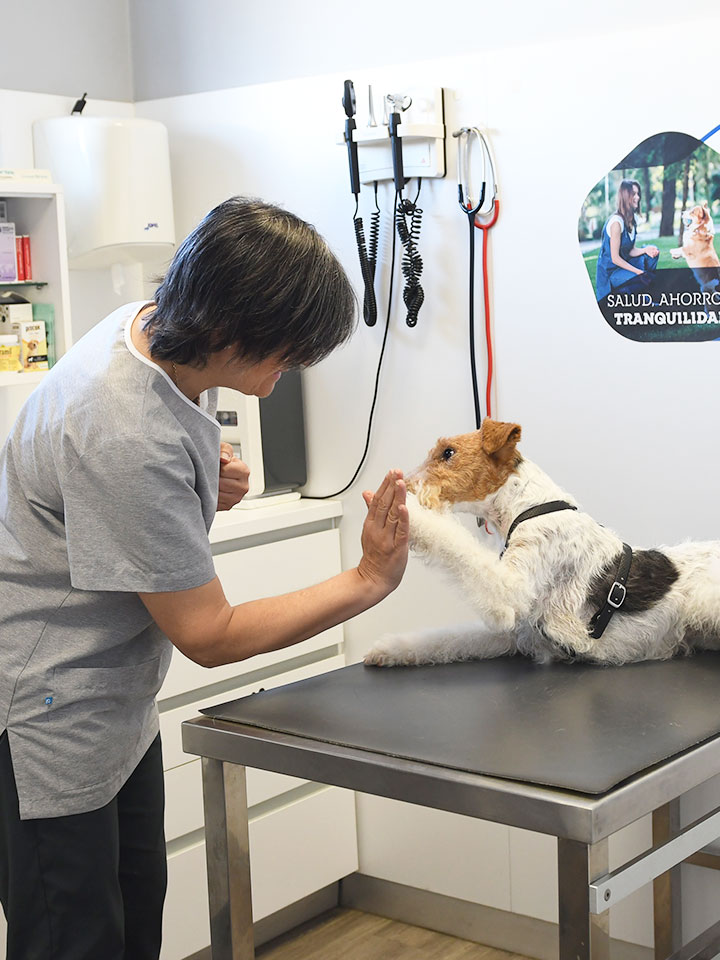 Etología Clínica veterinaria Zaunka en Zarautz