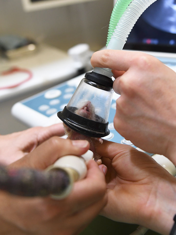 Exóticos Clínica veterinaria Zaunka en Zarautz