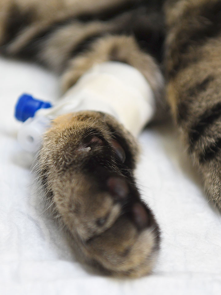 Medicina Felina  Clínica veterinaria Zaunka en Zarautz