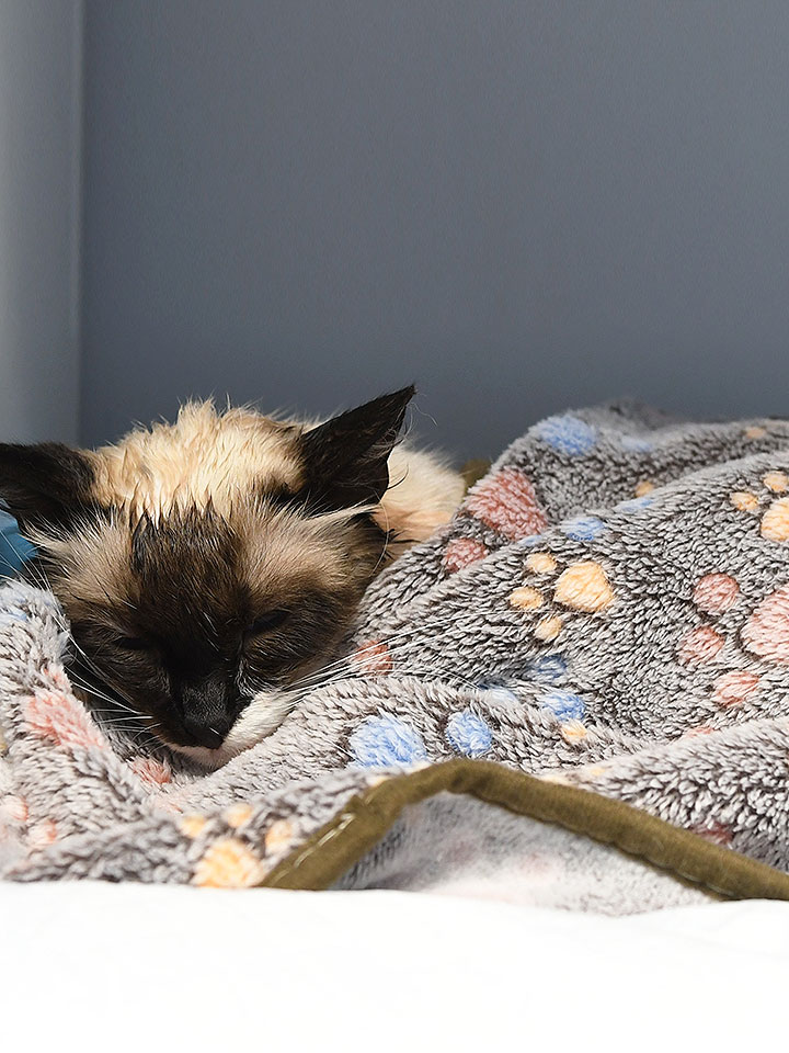 Medicina Felina  Clínica veterinaria Zaunka en Zarautz