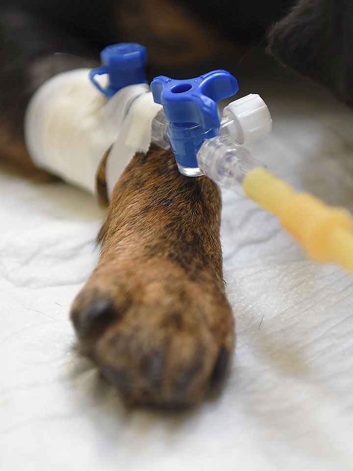 Oncología Clínica veterinaria Zaunka en Zarautz