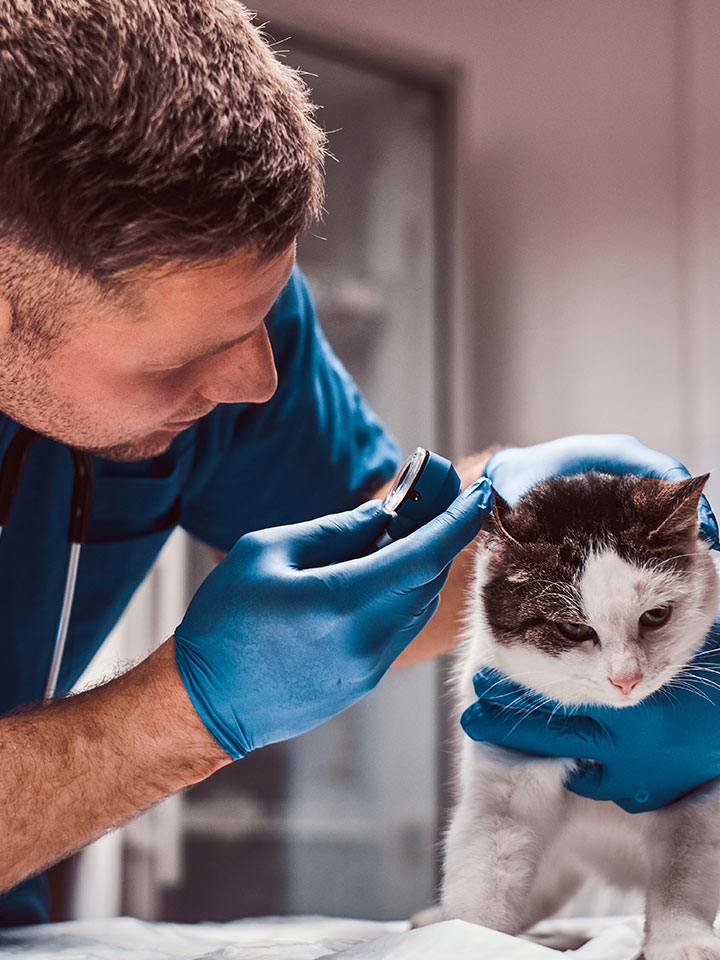 Diagnóstico por ecografía para perros y gatos en la clínica veterinaria Zaunka de Zarautz
