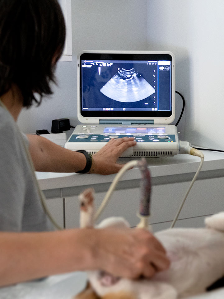 Irudi bidezko albaitaritza-diagnostikoa: erradiografia digitala eta ekografia Zarautzen