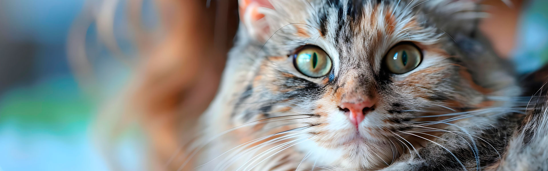 medicina felina veterinarias gatos Guipuzcoa