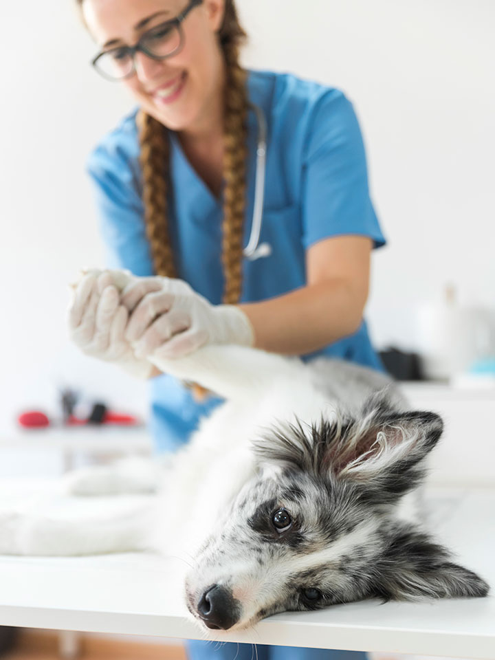 Telemedicina veterinaria de urgencias en Zarautz, Gipuzkoa