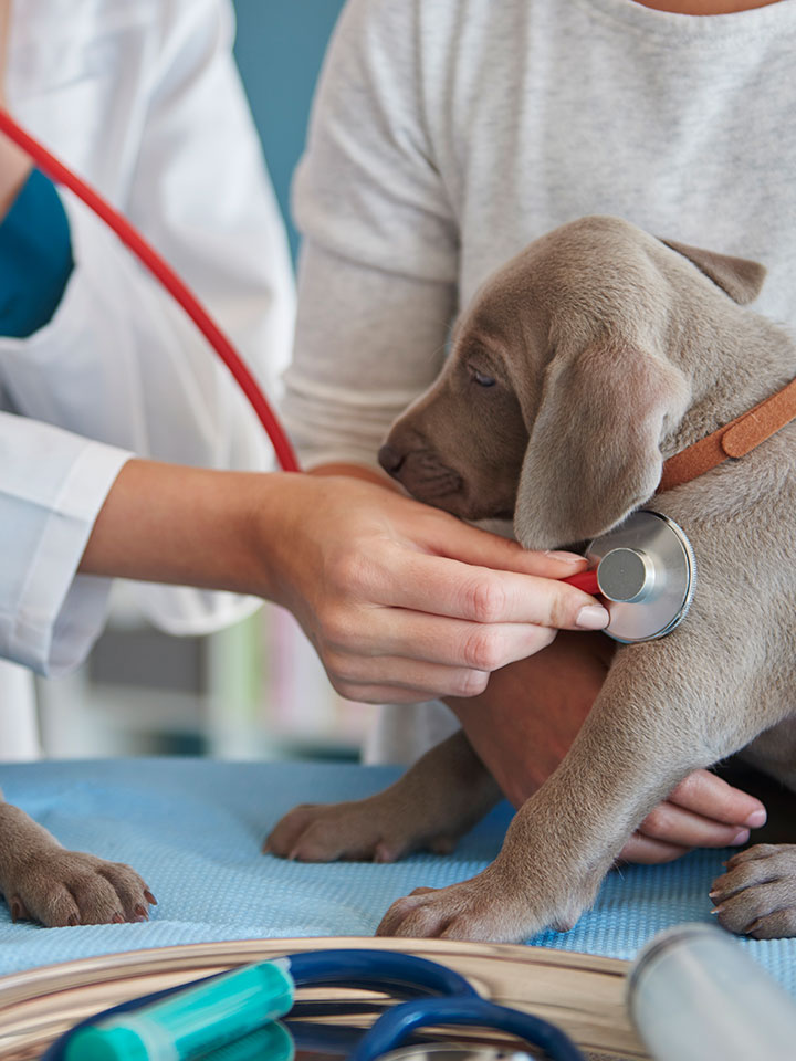 Terapia láser veterinaria para perros y gatos en Zarautz, Gipuzkoa