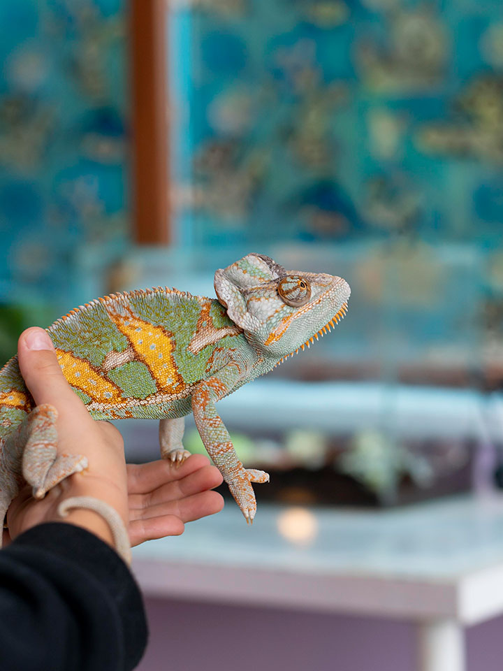 Trámites veterinarios CEXGAN para viajar con tu mascota desde Zarautz, Gipuzkoa