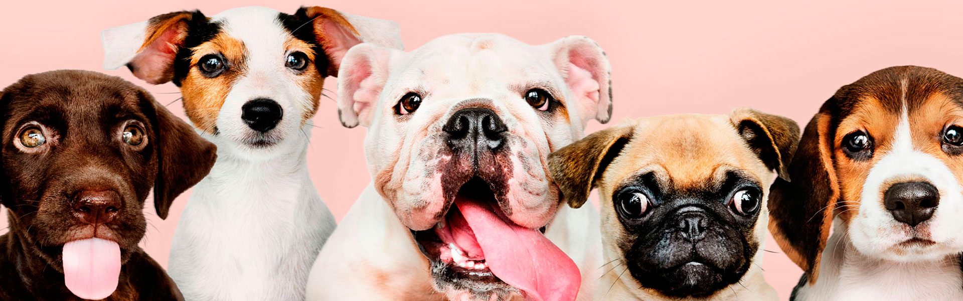 Endoscopia veterinaria
