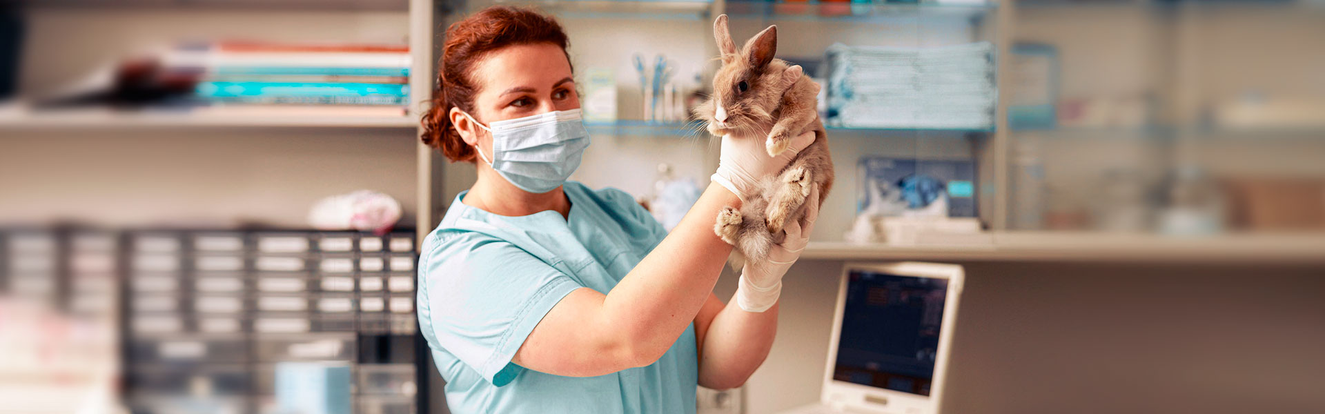 endoscopia y cirugia veterinaria en Guipuzcoa