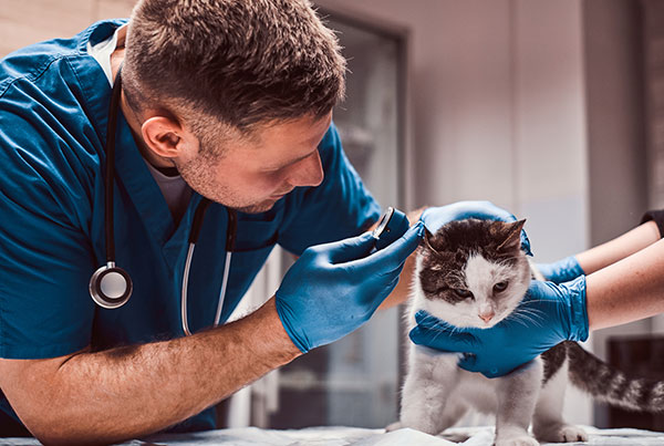 Veterinarias atendiendo a una mascota del Plan Amigo en Zarautz