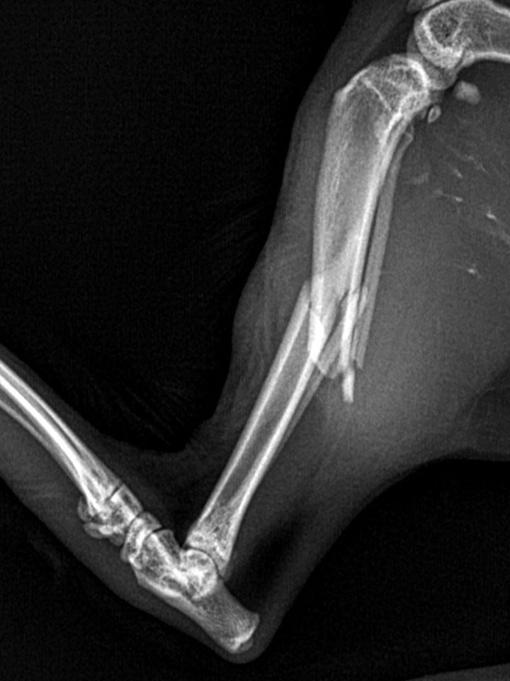 Para Compañeros veterinarios Clínica veterinaria Zaunka en Zarautz