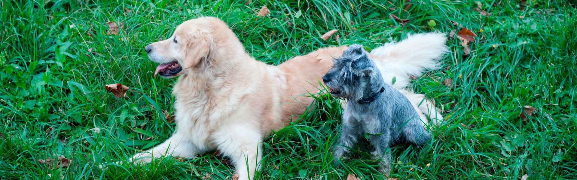 Plan Amigo: salud y bienestar para mascotas en la clínica veterinaria Zaunka de Zarautz
